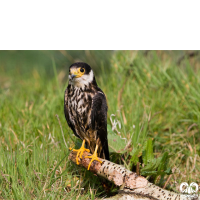 گونه لیل Eurasian Hobby